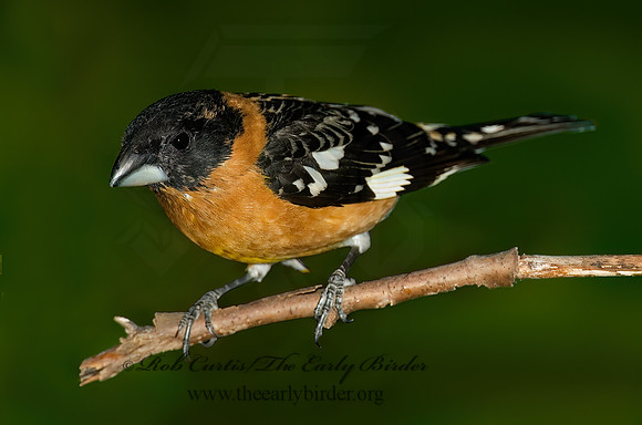Pheucticus melanocephalus  BLACK HEADED GROSBEAK 5005880-1z