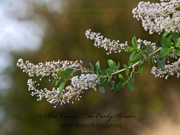Ceanothus  CALIFORNIA LILAC 8036527z