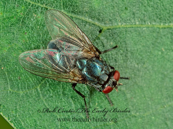 Eudasyphora cyanicolor  MUSCID FLY 243901 Fz
