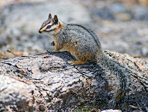 Neotamias dorsalis  CLIFF CHIPMUNK 74225z
