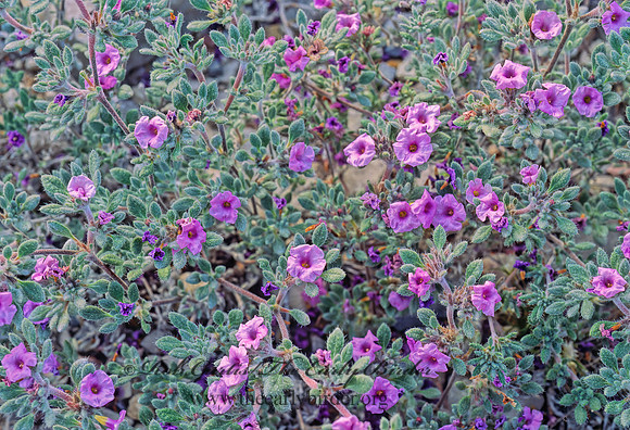 Nama demissum  PURPLE MAT 71315z