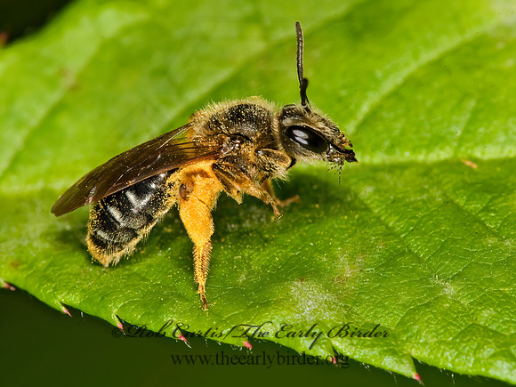 Andrena 8014715z