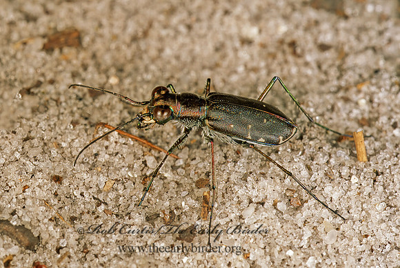 Cicindelidia punctulata 261714z