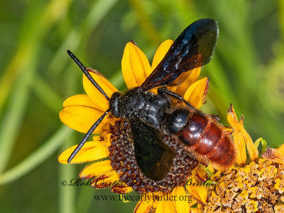 Triscolia ardens  SCOLIID WASP 3038827z