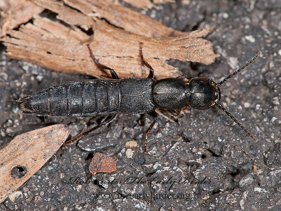 Tasgius winkleri 8031610z