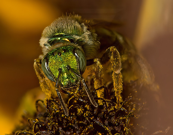 Agapostemon virescens  BICOLORED AGAPOSTEMON 9026171 z