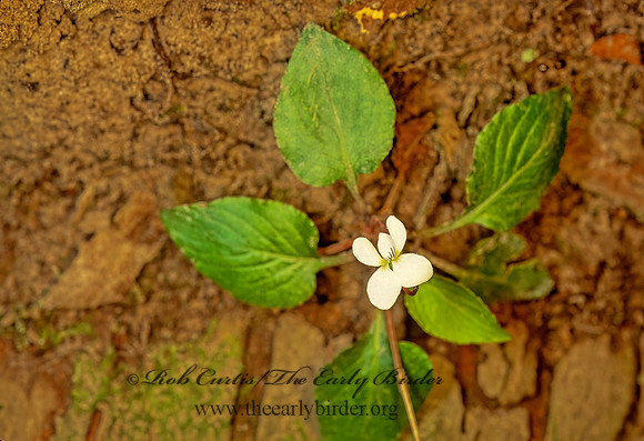 Viola lanceolata  PRIMROSELEAVED VIOLET 166623z