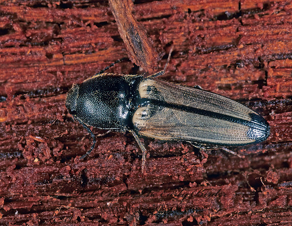 Ampedus linteus 264718z