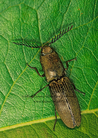 Chalcolepidius viridipilis 174809z