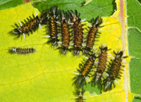 Euchaetes egle MILKWEED TUSSOCK MOTH 5000875z
