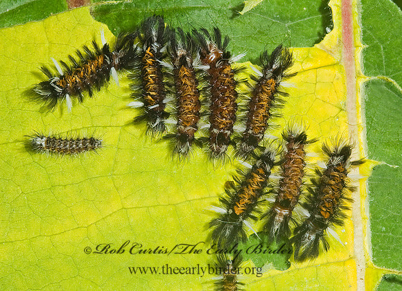 Euchaetes egle MILKWEED TUSSOCK MOTH 5000875z