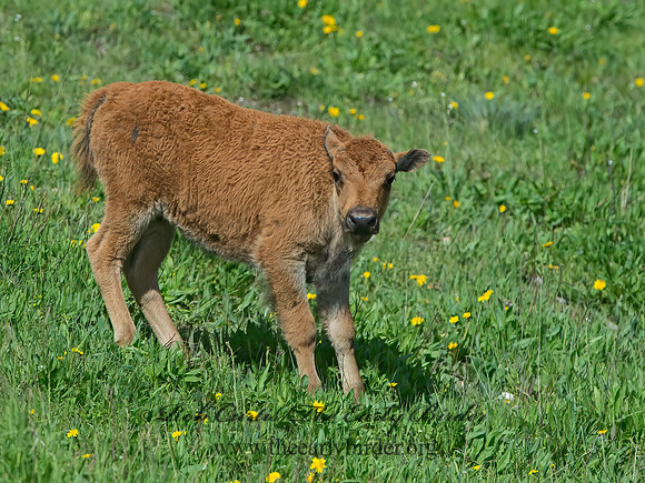 Bison bison  AMERICAN BISON 9061018z
