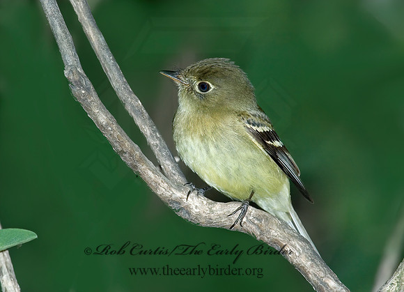 Empidonax flaviventris  YELLOW-BELLIED FLYCATCHER 5007354z