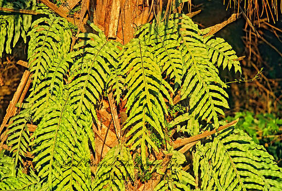 Phelepodium aureum  CABBAGE PALM FERN 272513z