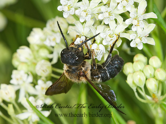 Megachile sculpturalis 7011780z