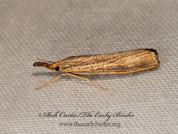 Agriphila vulgivagellus  VAGABOND CRAMBID 3026049z