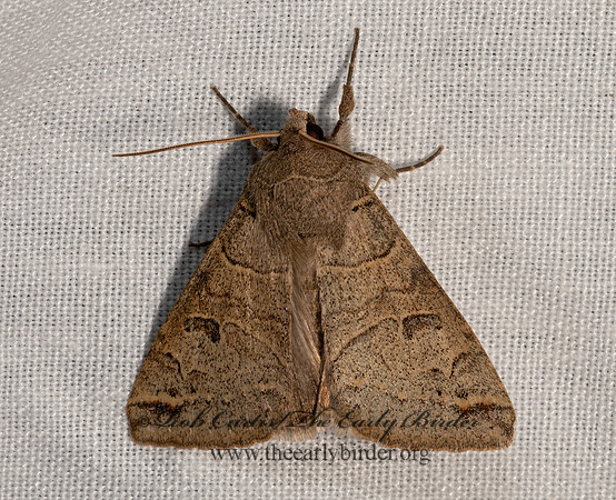 Cissusa  MELIPOTINI EREBID MOTH 3037893z