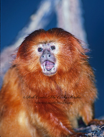Leontideus rosaria  GOLDEN LION TAMARIN 97206z