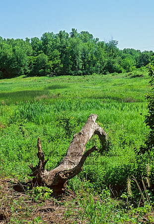 Bluff Spring Fen 1112818z
