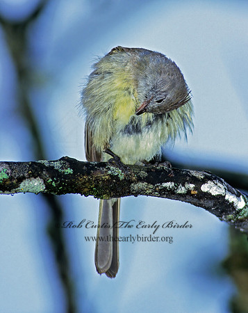 Elaenia flavogaster  YELLOW-BELLIED ELAENIA 206127z