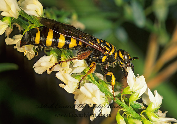 Myzinum quinquecinctum 179016z