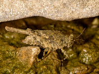 Paratettix cucullatus 8016698z