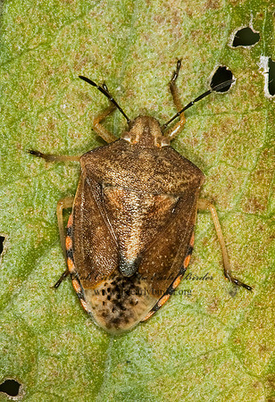 Thyanta custator  RED-SHOULDERED STINKBUG 5016616z