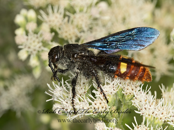 Scolia dubia  BLUE-WINGED SCOLIID 9051167z