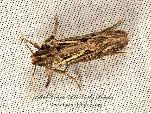 Acrolophus�popeanella  CLEMEN'S GRASS TUBEWORM MOTH 9049922z
