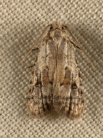 Carposina  FRUITWORM MOTH 9051471z