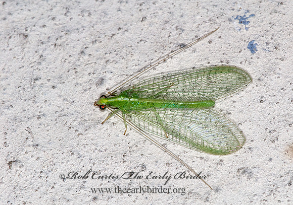 Chrysoperla rufilabris RED-LIPPED GREEN LACEWING 6013048