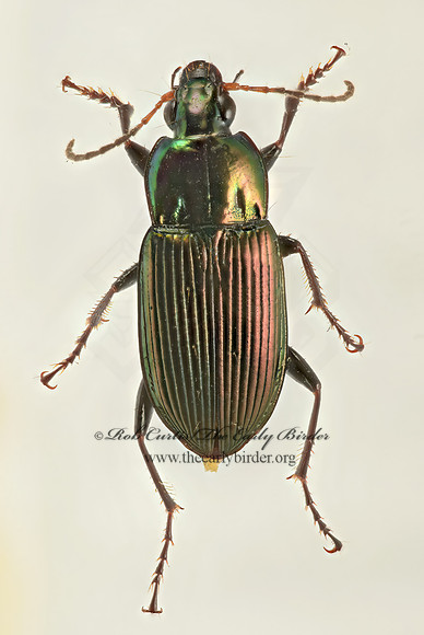 Poecilus chalcites 9016946z