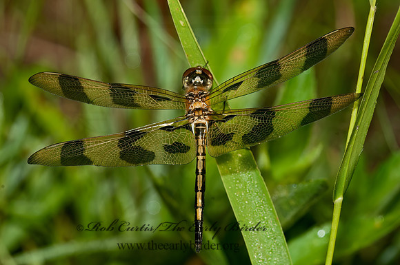 Celithemis epinona HALLOWEEN PENNANT 3014349z