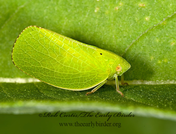 Acanalonia conica 8007003z