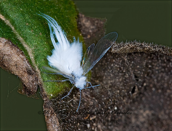 Eriosoma  WOOLY APHID 6009975z