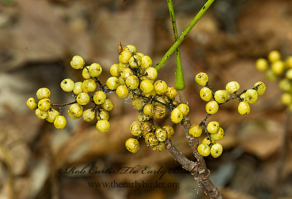 Toxicodendron  radicans  POISON IVY 7015514z