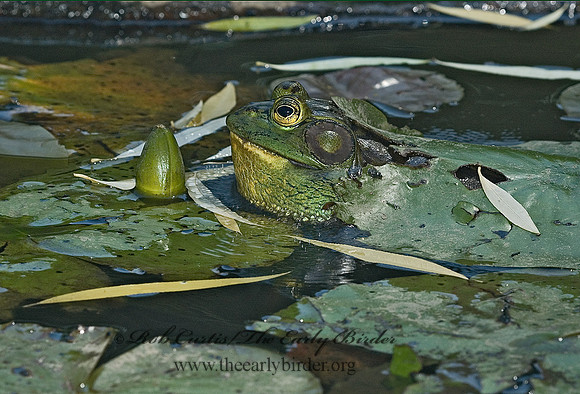 Lithobates catesbeianus  AMERICAN BULLFROG 5011651 z