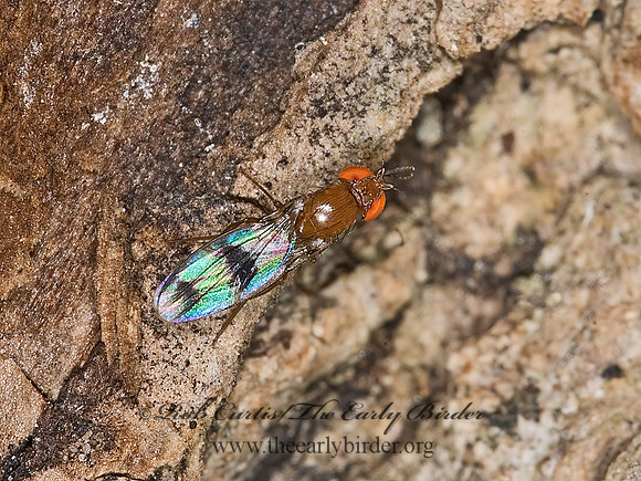 Chymomyza amoena VINEGAR FLY 6007868z