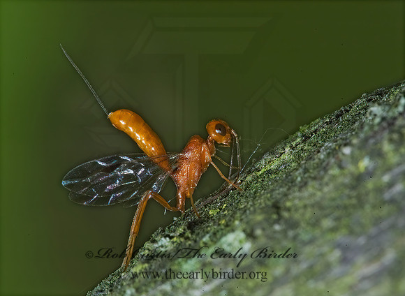 Aulacus burquei 5008283z
