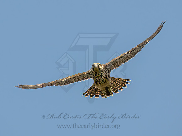 Falco peregrinus PEREGRINE FALCON 9090613z