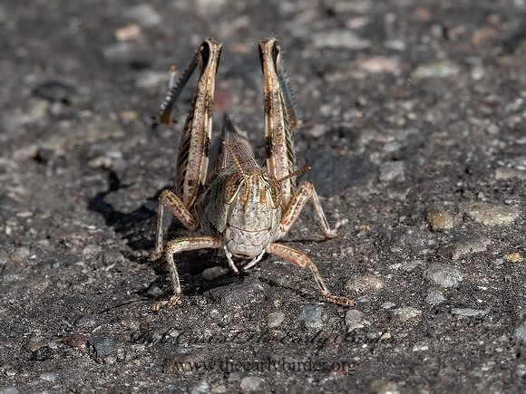 Melanoplus sanguinipes  MIGRATORY GRASSHOPPER 3024761z