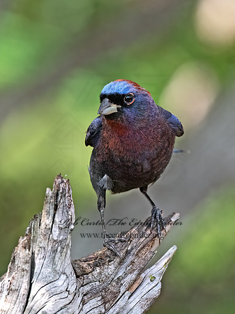 Passerina versicolor  VARIED BUNTING 3039630z