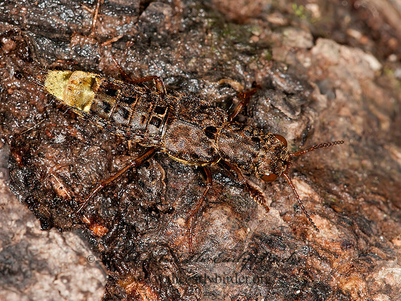Ontholestes cingulatus  STAPHYLINI ROVE BEETLE 3013497z