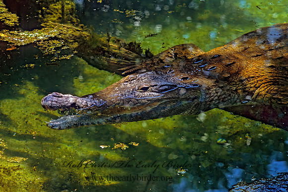 Crocodylus intermedius  ORINOCO CROCODILE 275414z