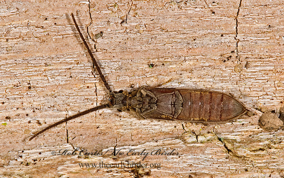 Tenomerga cinereus  RETICULATED BEETLE 8008735z