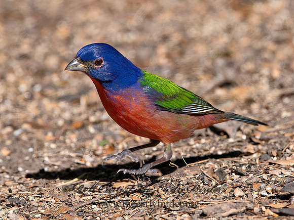 Passerina ciris  PAINTED BUNTING 6039942z
