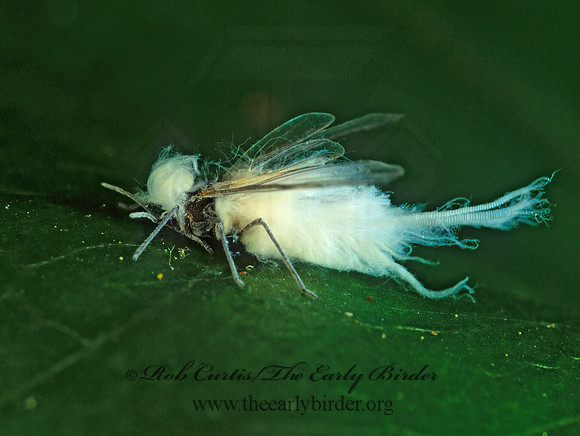 Eriosomatinae  WOOLY APHID 172627z