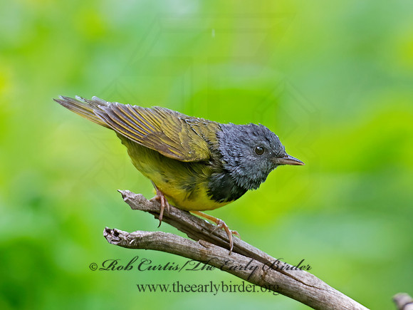 Geothlypis philadelphia  MOURNING WARBLER 9011802z