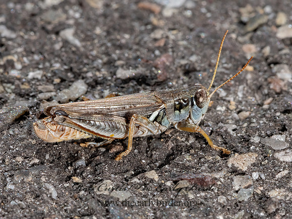 Melanoplus sanguinipes  MIGRATORY GRASSHOPPER 3024756z