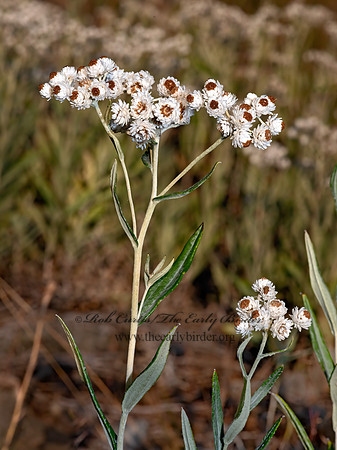 Anaphalis margaritaceae  PEARLY EVERLASTING 3024128-z